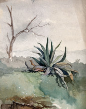 An Agave plant, c19th century. Creator: Unknown.
