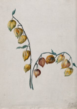 Chinese lantern (Physalis alkekengi): fruiting stem. Creator: Unknown.
