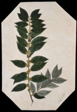 An oleaster plant (Elaeagnus species): flowering stem. Creator: Unknown.