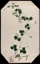 A plant (Trigonella species): flowering and fruiting stems with seed. Creator: Unknown.