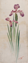 Japanese matsuzaki iris (Iris kaempferi cv): mauve flowers and leaves. Creator: Unknown.