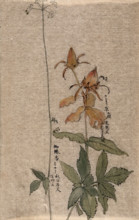 A fruiting rose (Rosa species) on the left, a flowering plant on the right. Creator: Unknown.