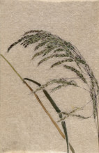 A grass (Panicum species): seed head and stalk, c19th century. Creator: Unknown.