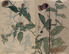 A thistle flower and fruiting plant. Creator: Unknown.