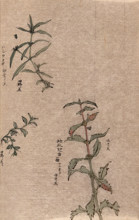 Three leafy plant stems. Creator: Unknown.