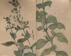 A fruiting plant of the Scrophulariaceae family: stem in two sections. Creator: Unknown.