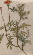 A marigold (Tagetes species): flowering stem. Creator: Unknown.