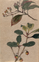 Two fruiting tree branches, possibly a Sorbus and Prunus species. Creator: Unknown.