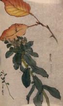 Autumn leaves of a beech tree (Fagus species) and two unidentified leafy stems. Creator: Unknown.