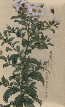 An aster (Aster species): flowering stem. Creator: Unknown.