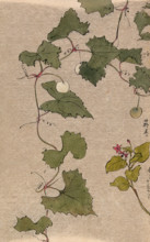A vine with fruit and a second unidentified plant with flowers. Creator: Unknown.