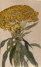 A plant of the Polygonaceae family: flowering stem. Creator: Unknown.
