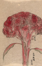 A plant of the Polygonaceae family, possibly a Rumex: flowering stem. Creator: Unknown.