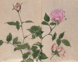 A rose (Rosa species): flowering stem and cut flower. Creator: Unknown.