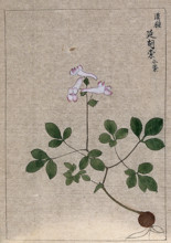 A plant, possibly a Corydalis species: entire flowering plant. Creator: Unknown.