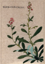 Mignonette plant (Reseda odorata): flowering stem. Creator: Unknown.
