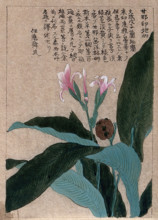 A flowering and fruiting plant stem. Creator: Unknown.