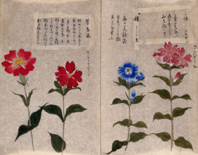 Four plants, possibly pinks (Dianthus species): flowering stems. Creator: Unknown.