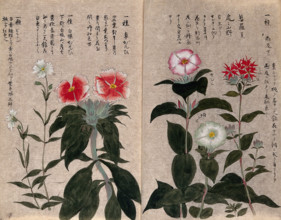 Five plants, possibly pinks (Dianthus species): flowering stems. Creator: Unknown.