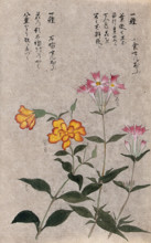 Two plants, one a pink (Dianthus species): flowering stems. Creator: Unknown.