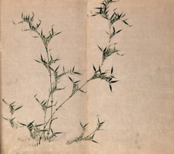 A bamboo plant: leafy stems, c19th century. Creator: Unknown.