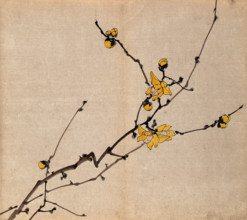 A flowering shrub: branch with yellow flowers on old wood. Creator: Unknown.