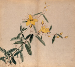 A plant, possibly an Hypericum species: flowering stem. Creator: Unknown.