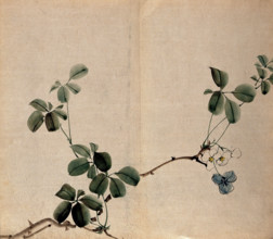 A flowering shrub: woody stem with white flowers. Creator: Unknown.