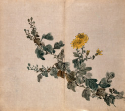 A plant, possibly a chrysanthemum: flowering stem. Creator: Unknown.