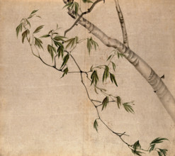 Japanese maple (Acer palmatum): branch with leaves. Creator: Unknown.