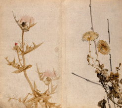 Two plants of the Compositae family: a flowering thistle (left) and yellow chrysanthemum (right). Creator: Unknown.