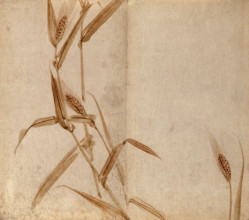 Rye (Secale species): plant stems with seedheads, c19th century. Creator: Unknown.