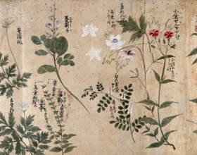 Six flowering plants, one possibly a pink (Dianthus species) and one an Anthriscus species, 1870. Creator: Unknown.