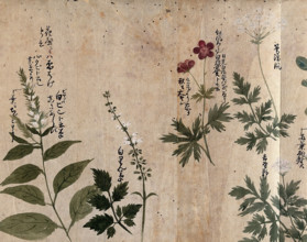 Five flowering plants, one possibly an Anthriscus species, 1870. Creator: Unknown.