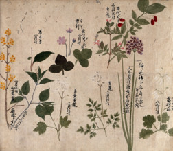 Eight flowering plants, possibly including a species of Allium and an Australian fuchsia..., 1870. Creator: Unknown.