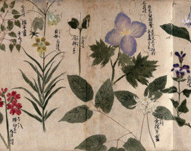 Eight flowering plants, including a labiate, 1870. Creator: Unknown.