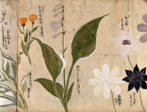 Five flowering plants, possibly including a Hosta species and three Clematis flowers, 1870. Creator: Unknown.