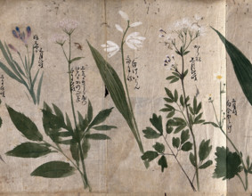 Five flowering plants, one possibly a species of Thalictrum, 1870. Creator: Unknown.