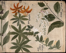 Four flowering plants, one an orange lily (Lilium species), 1870. Creator: Unknown.