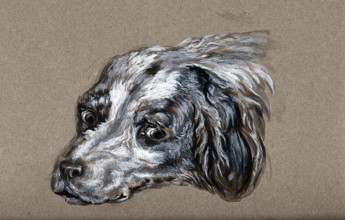 A head of a dog. Creator: Unknown.