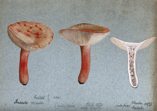 A fungus (Russula queletii?): three fruiting bodies, one sectioned, 1893. Creator: Edwin Wheeler.