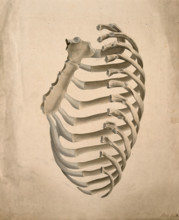 Sternum and right side of rib cage, seen from behind, 1831. Creator: GE Blenkins.