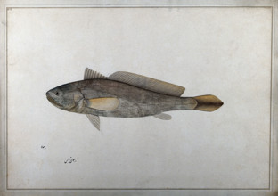 Fish, 1777-1783. Creator: Bhawani Das.