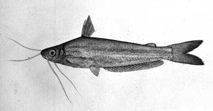 Fish, 1777-1783. Creator: Bhawani Das.
