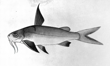 Fish, 1777-1783. Creator: Bhawani Das.