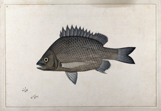 Fish, 1777-1783. Creator: Bhawani Das.