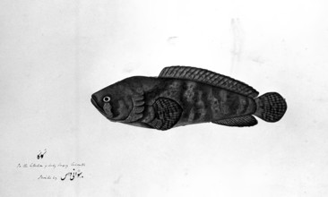 Fish, 1783. Creator: Bhawani Das.