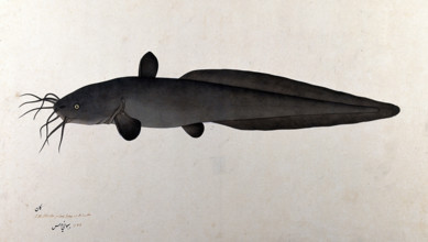 Fish, 1783. Creator: Bhawani Das.