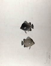 Two fish, 1783. Creator: Bhawani Das.