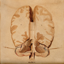 Brain: horizontal section, 1820-1827. Creator: William Home Lizars.